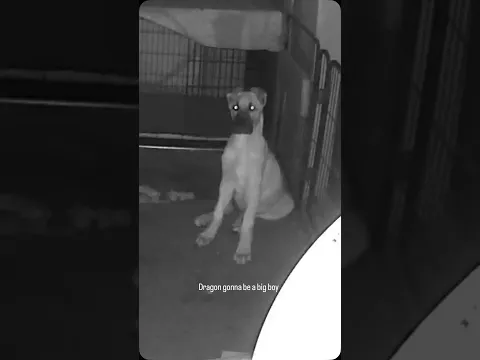 Dragon gonna be a big boy #puppycam #puppylovers #goodboy