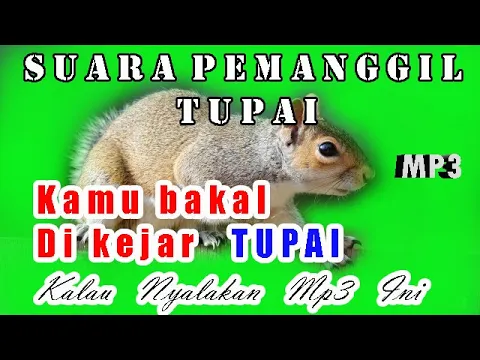 Download MP3 suara pemanggil tupai paling ampuh mp3 durasi panjang