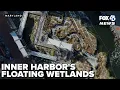 National Aquarium s floating wetland transforms Inner Harbor