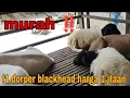 Download Lagu Harga domba f1 dorper black head cuma 1jtaan di bramastafarm ‼️#bramastafarm #domba 