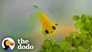 Dying Betta Fish Smiles at his Rescuer The Dodo Little But Fierce