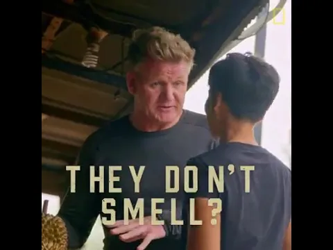 Download MP3 When famous chef gordon ramsey taste durians fruit from indonesia