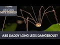 Download Lagu Are Daddy Long Legs Really the Most Venomous Spiders In the World?