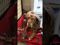 Lagu Walk Around Wednesday - Meet Our Rescues