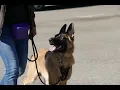 Max - 5 month old Malinois x German Shepherd Puppy