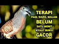 Download Lagu Perkutut Lokal Gacor Suara Paling Ampuh Untuk Pancingan Burung Perkutut Agar Bunyi‼️