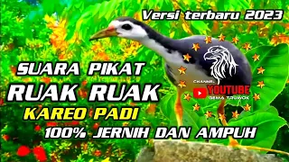 Download Suara burung ruak - ruak //birdtrap MP3