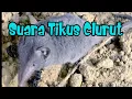 Download Lagu Suara Tikus Clurut ( suara binatang )