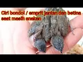 Lagu Membedakan burung emprit jantan dan betina saat masih anakan