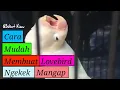 Download Lagu Cara Mudah Membuat Lovebird Ngekek Mangap