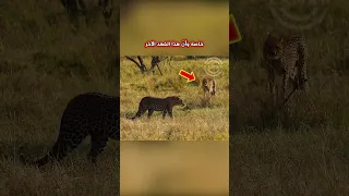 عندما يصبح المفترس الفريسة شاهد هذا المشهد المذهل والنادر لمواجهة بين نمر وفهد Shorts 