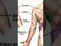 Download Lagu What are Visceral Referred PAIN Sites