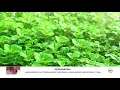 Download Lagu LA Menthol - Natural1st (Leaf Mint) PHW Baharu 2019