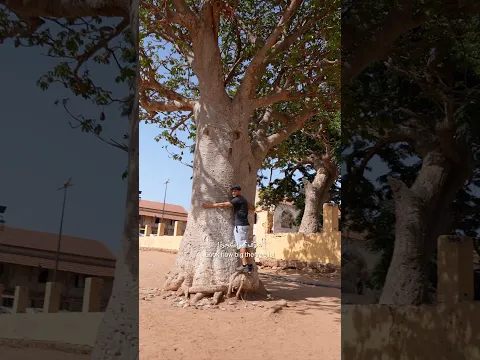 شجرة مباركة وسط ملعب كرة قدم ⚽️🌳🇸🇳