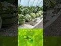 REAL LIFE PVZ PvZ Fusion 3.0.1 #pvz #pvz2 #plantsvszombies #shorts #viral #fypシ #46