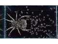 Baby Wolf Spiders Scatter Off Of Mother s Back Warning May be disturbing to some viewers