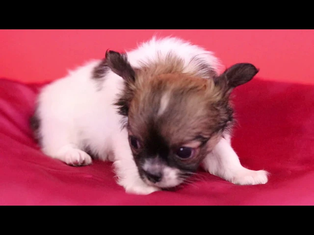 動画