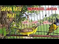 Download Lagu SOGON BETINA PIKAT MEMANGGIL JANTAN 💯% AMPUH UNTUK PANCINGAN SOGON BAHAN AGAR RAJIN BUNYI