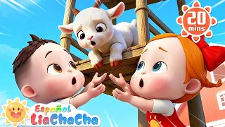 Sal de Ahí, Chivita, Chivita🐐 | Canción de la Granja | LiaChaCha en Español - Canciones Infantiles