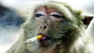 funny monkeys videos funniest monkey will make you laugh hard compilation