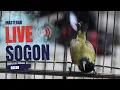 Download Lagu MASTERAN SOGON GACOR MATERI BELALANG EMAS COCOK UNTUK CETAK SOGON MATERI MEWAH