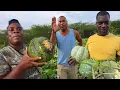 Download Lagu Tons of pumpkin on the farm amazing bearing melon coming on very well