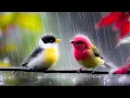 Download Lagu Forever Peaceful 🎶 Gentle Rain \u0026 Birdsong 🕊️ Calm Your Mind, Heal Stress, and Breathe Freely 🌿