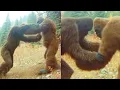 Lagu Woman Captures 2 Bigfoot Fighting and Stops Them, Unbelievable Happens Next – Sasquatch Story