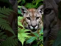 Download Lagu ASMR Trigger: Intense Puma Purring and Growling Sounds 🦁