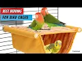 Top 5 Best Bedding For Bird Cages Best Birdcage Bedding Litter in 2025 Buying Guide