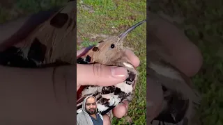 طائر الهدهد الجميل بلابل الحمام دجاج الصيد صيد 