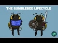 The Bumblebee Lifecycle