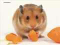Hamster Dance Song -[Orginal]