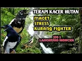 Download Lagu TERAPI KACER HUTAN COCOK UNTUK KACER MACET \u0026 STRES KURANG FIGHTER INI SOLUSI 100% AMPUH