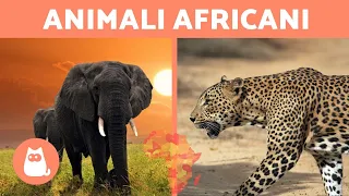 Download 10 animali della SAVANA AFRICANA MP3