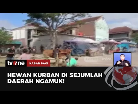 Kompilasi Sapi Kurban Kabur bahkan Mengamuk, Warga Lari Ketakutan