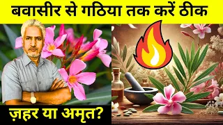 संभलकर इस्तेमाल करें! कनेर के 5 चमत्कारी फायदे,जो बवासीर से गठिया तक ठीक कर सकते हैं Nerium Oleander