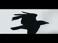 Download Lagu Linkin Park - Blackbirds (Music Video)