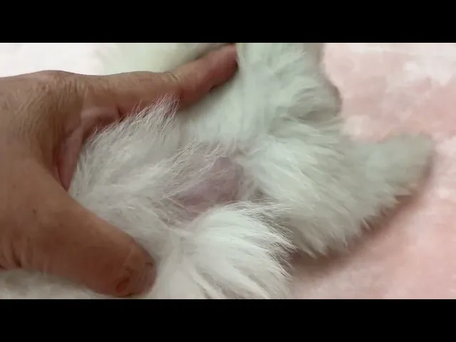 動画