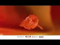 Download Lagu Djarum Super MLD Fresh Cola - Taste the New Experience [Available At: Indomaret, Alfamart, Alfamidi]