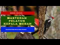 Download Lagu Masteran Pelatuk Ngekek Panjang dan Jernih | Masteran Pelatuk Gacor