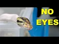 These Ball Pythons Were Born With No Eyes