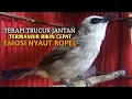Download Lagu Trucuk BETINA memanggil Jantan Suara Birahi Ngecuplik 100% pancingan trucukan gacor agar BUNYI EMOSI