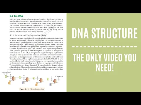 Download MP3 DNA Structure |Molecular Basis of Inheritance |The Only Video You Need