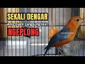 Lagu Sekali Dengar Langsung Ikut Ngeplong, Suara Ajaib Pancingan Anis Merah Macet Bunyi