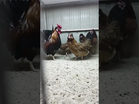 دجاج عربي مع ازواجهم