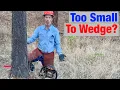 Download Lagu Timber Falling Technique How to Wedge Small Trees