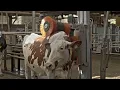 Download Lagu GEA Dairy Farming - Boost your herd's well-being with our GEA Cow Brushes! 🐄
