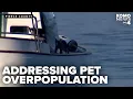 Tacoma seeks coordinated plan to curb pet overpopulation after boat cat rescue
