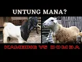 Download Lagu Untung Mana, Kambing atau Domba? #kambingetawa #domba #jawarandu #kireinabonsai